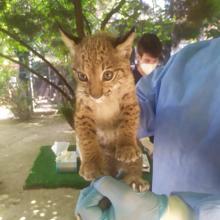 Vídeo: La hembra de lince ibérico del Zoobotánico de Jerez tiene su segundo &#039;examen&#039;