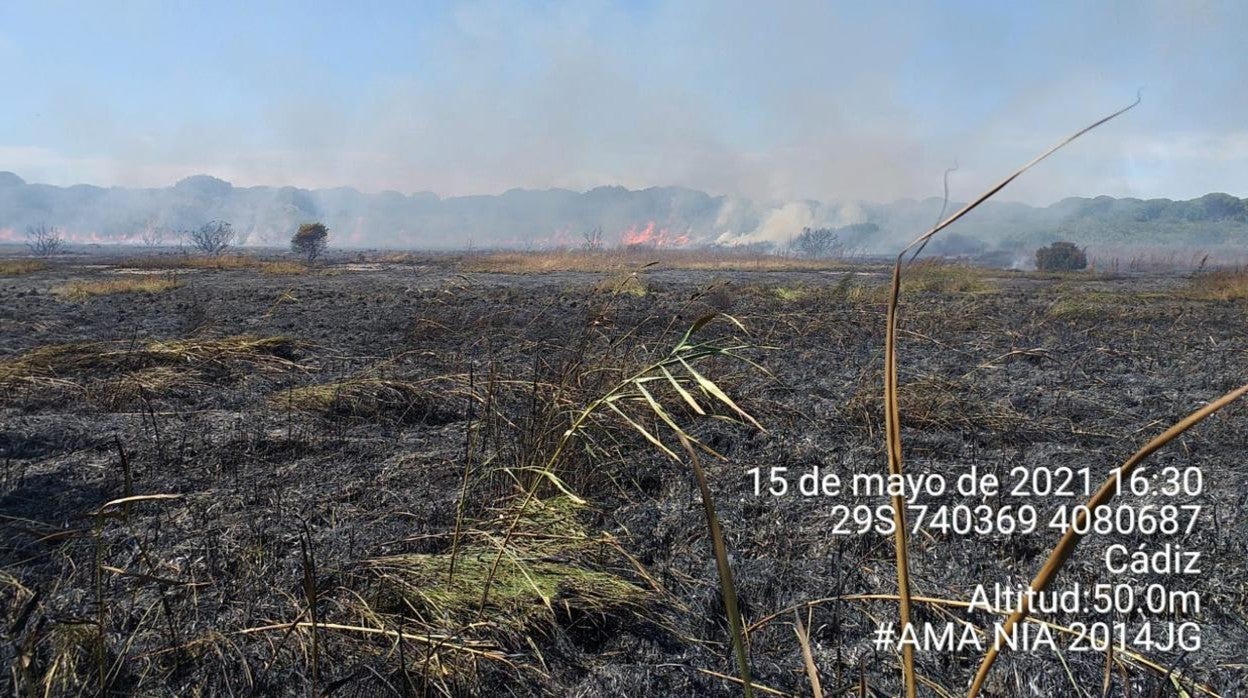 El incendio del Pinar de la Algaida, en Sanlúcar, arrasa cuatro hectáreas