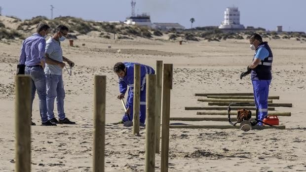 Cádiz acordonará la playa de Cortadura para proteger los huevos del chorlitejo patinegro
