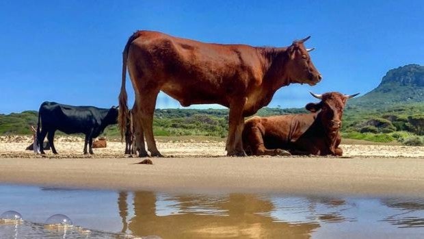 Una vaca ataca a una fotógrafa en la playa de Bolonia donde pasean ya también algunos caballos