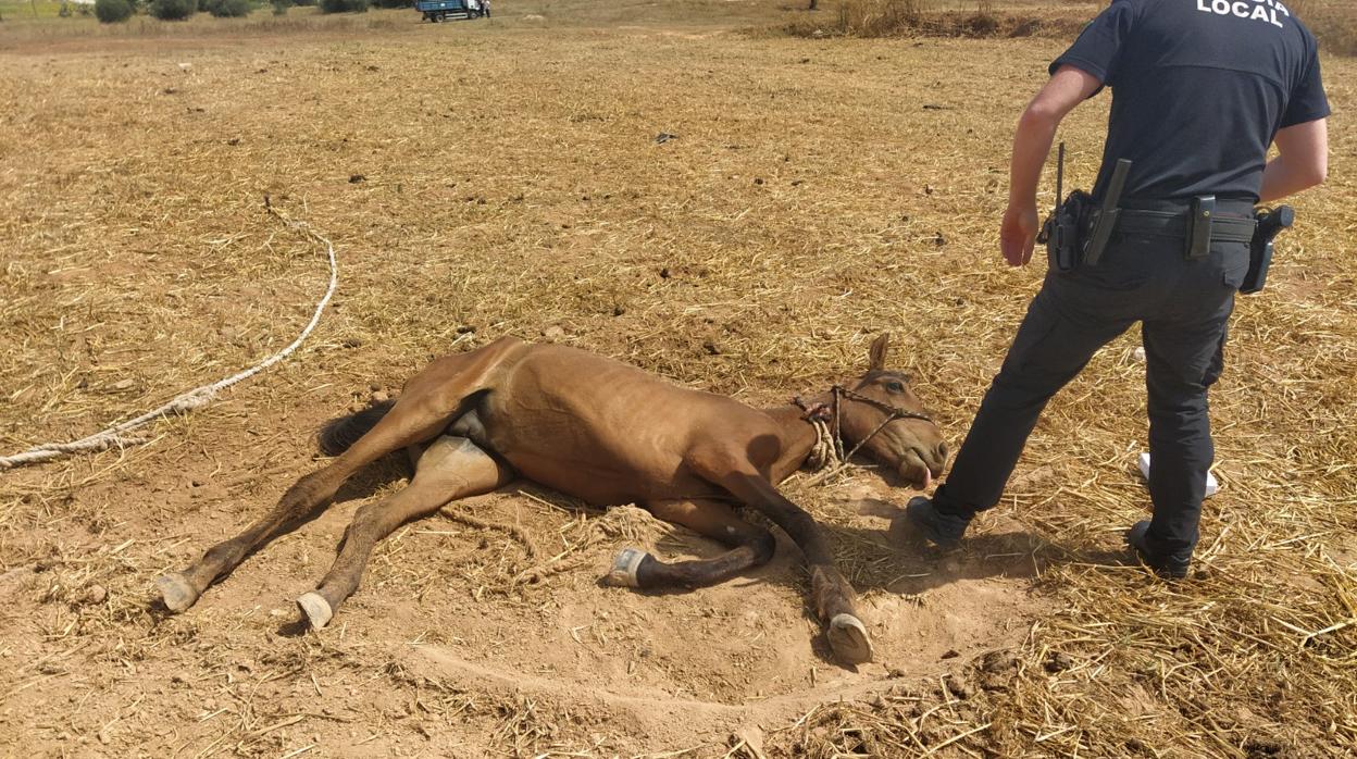 Uno de los tres ejemplares rescatados en el campo