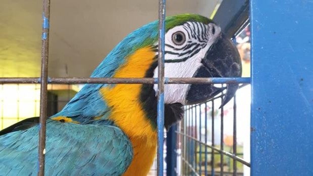 La emocionada llamada de ayuda de un utrerano para encontrar a «Paco», un valioso guacamayo robado