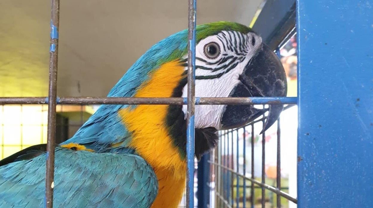 «Paco» es un guacamayo de tres años de edad que ha sido robado en una tienda de animales de Utrera