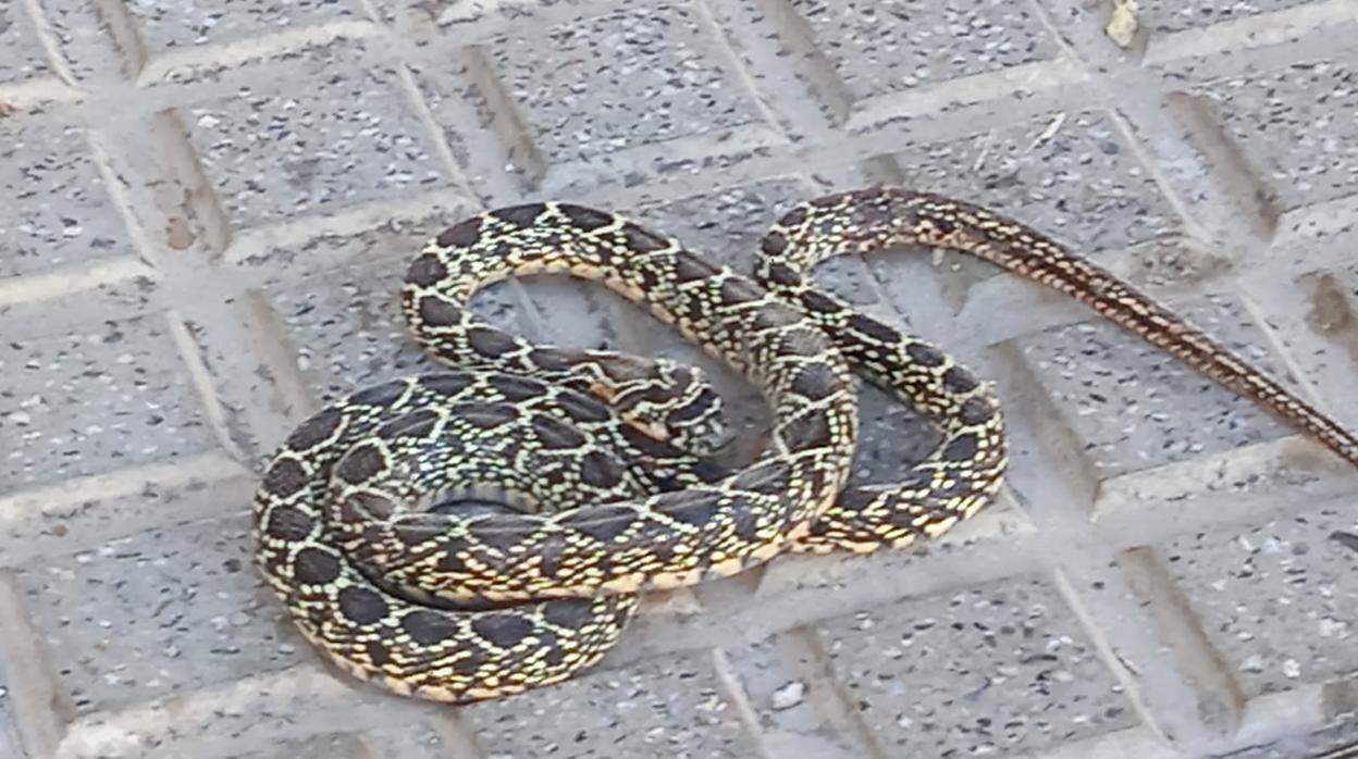 Trabajadores municipales retiran una serpiente junto a las Puertas de Tierra de Cádiz