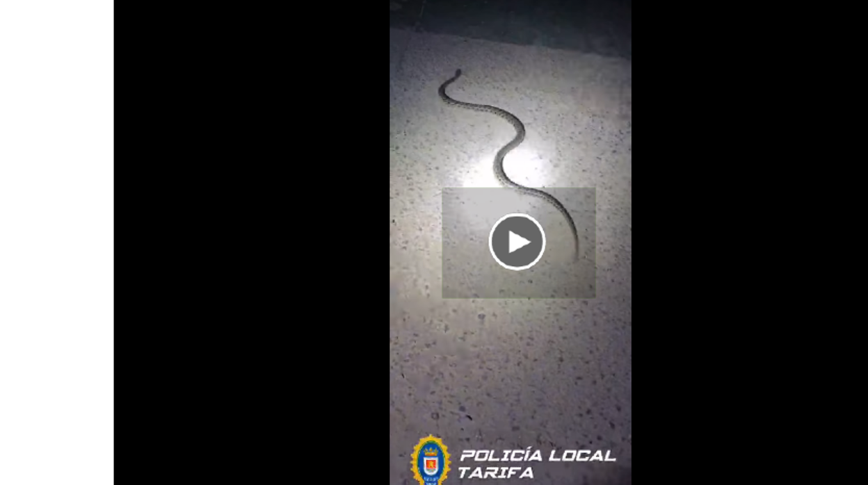 Vídeo: Una serpiente de escalera aparece tras la secadora de una casa en Cádiz y alarma a los vecinos de la zona