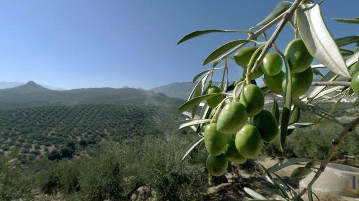 Casi 4000 agricultores de Cádiz se beneficiarán de la suspensión de aranceles entre Europa y EEUU durante cinco años