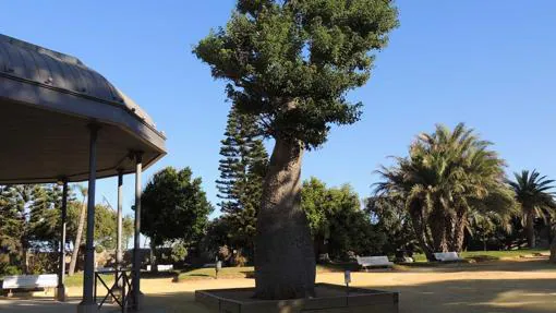 En Cádiz se anda por las ramas: un paseo por sus árboles más pintorescos