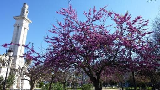 En Cádiz se anda por las ramas: un paseo por sus árboles más pintorescos