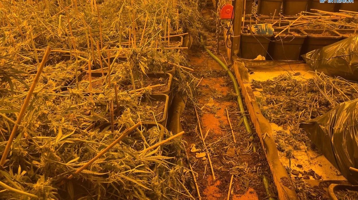 Descubren una nave industrial de Jerez que ocultaba un cultivo de marihuana con más de 1.500 plantas