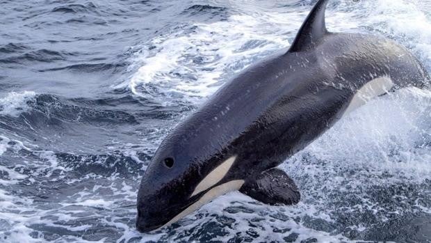 Las orcas rompen el timón de un velero que tiene que ser rescatado a once millas de Barbate