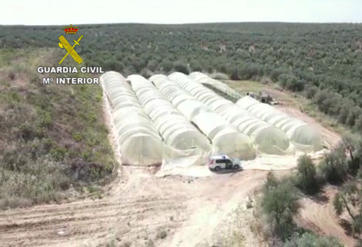 Vista aérea de una plantación de marihuana en el interior de un invernadero