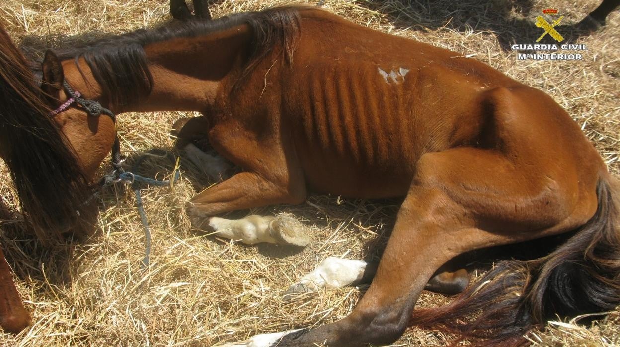 El lamentable estado de uno de los equinos.