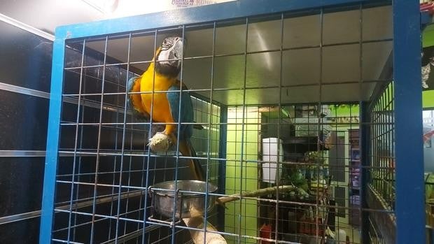 El espectacular rescate de 'Paco', el guacamayo robado en Utrera que se escapó de sus captores