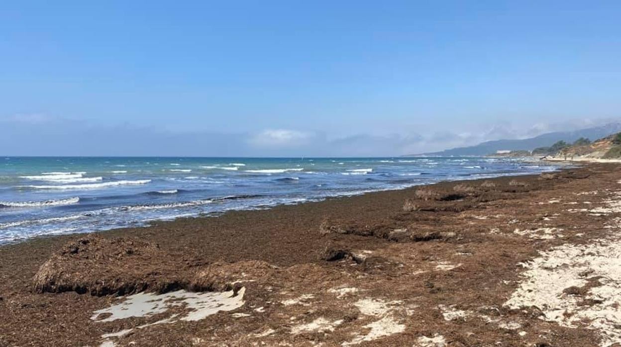 Alga invasora en Tarifa