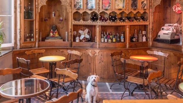 ¿De paseo con tu perro? Seis bares y restaurantes de Cádiz donde podéis parar y entrar juntos