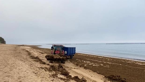 El Ayuntamiento de Barbate retira nuevamente algas invasoras de la playa de Caños de Meca