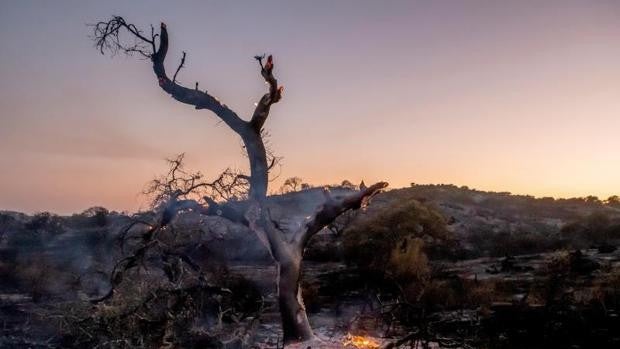 Controlado el incendio de El Ronquillo tras la movilización de 100 efectivos y diez aeronaves