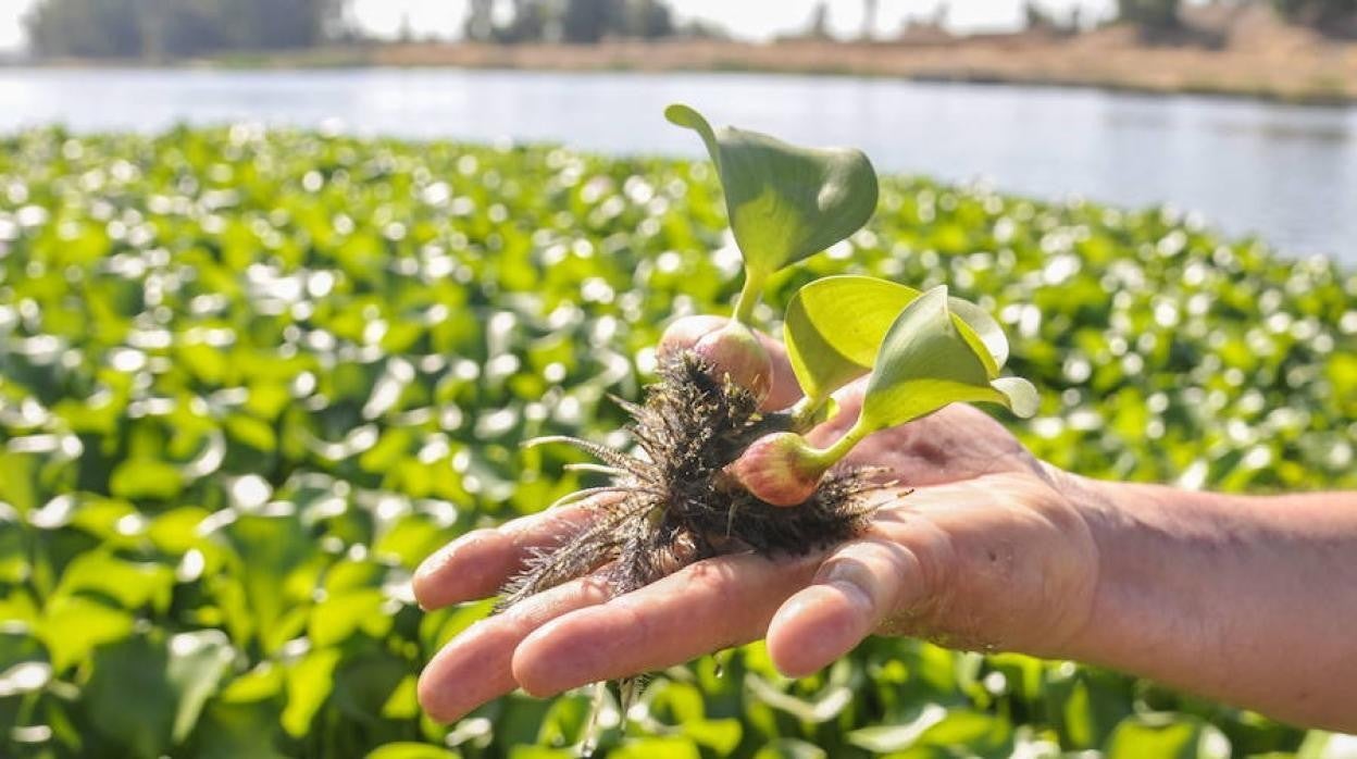 El camalote está incluido en la lista de las cien especies alóctonas más invasoras.