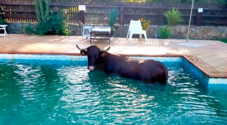 Una vaca sorprende a los huéspedes de un hotel lanzándose a la piscina en Tarifa