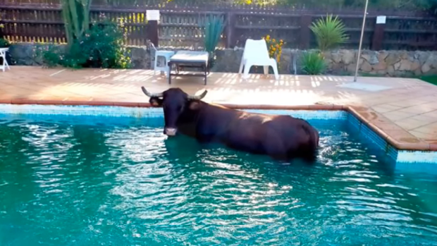 Una vaca sorprende a los huéspedes de un hotel lanzándose a la piscina en Tarifa