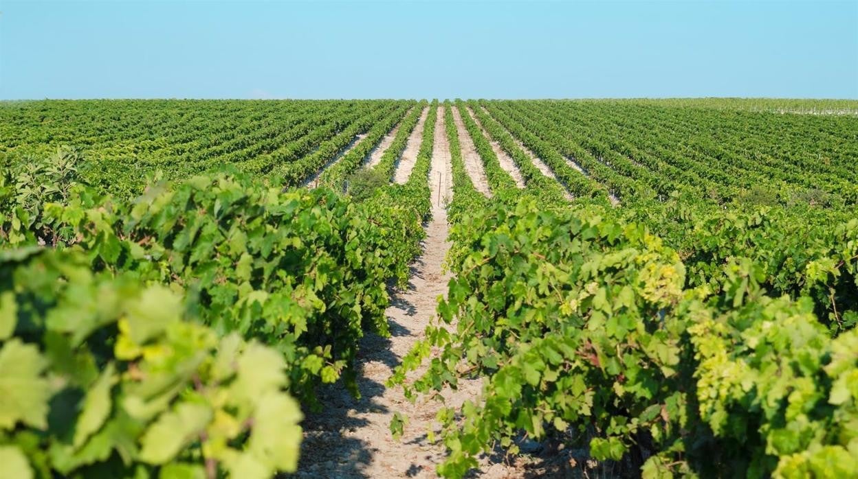 Comienza en el Marco de Jerez una vendimia que «viene muy bien, muy sana y con mucha calidad»