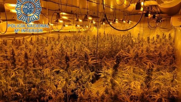 Hallan nuevos cultivos de marihuana en grandes naves en los polígonos industriales de Puerto Real y Jerez