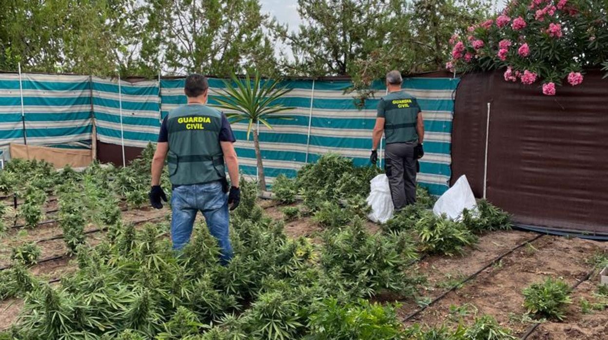 Dos agentes de la Guardia Civil en una de las plantaciones descubiertas