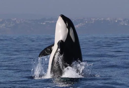 Los &#039;ataques&#039; de las orcas: Una enseñanza a las crías para que aprendan a cazar atunes