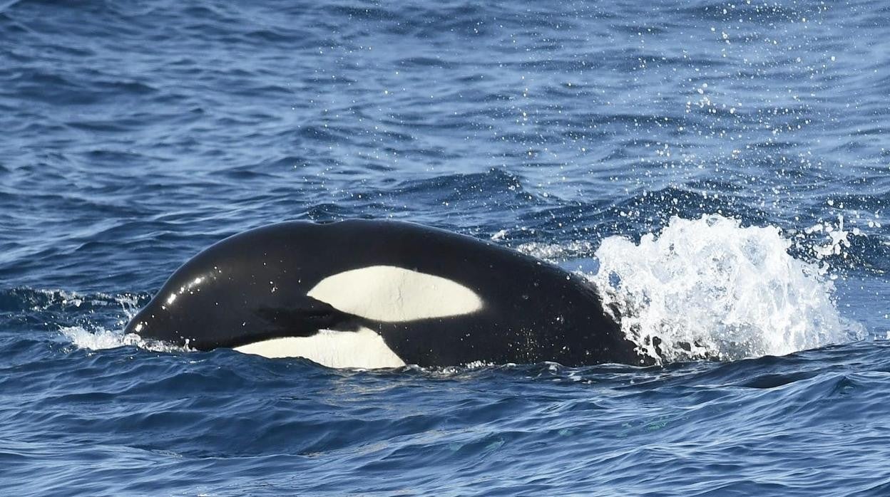 Ataque de orcas en Cádiz: Amplían hasta el 7 de septiembre la prohibición de navegar