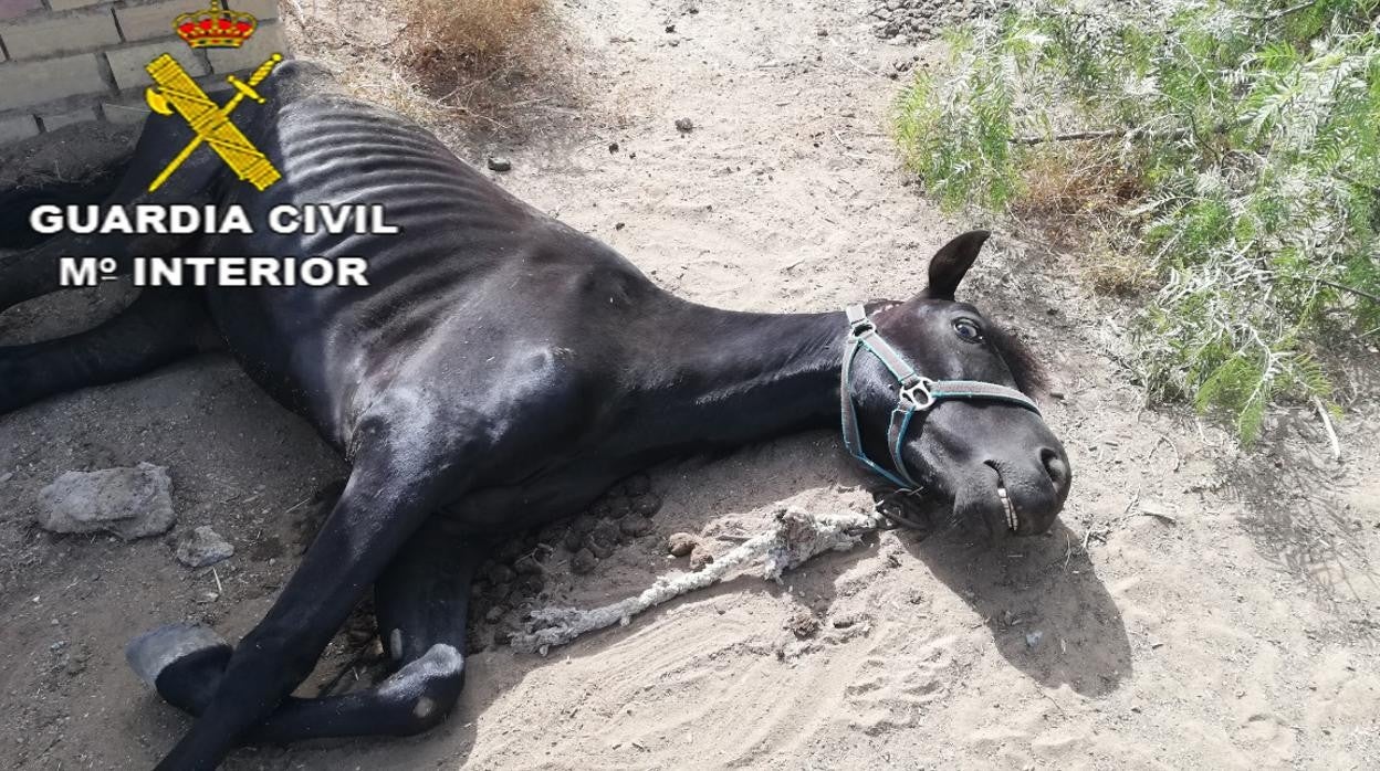 Estado del caballo rescatado por la Guardia Civil