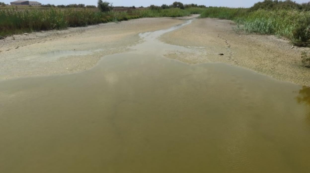 Imagen enviada por el sector de los arroceros de un paraje natural con agua estancada cercano a las localidades arroceras