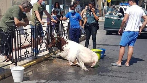 Dos policías lesionados al intentar capturar una becerra que trotaba suelta por Utrera