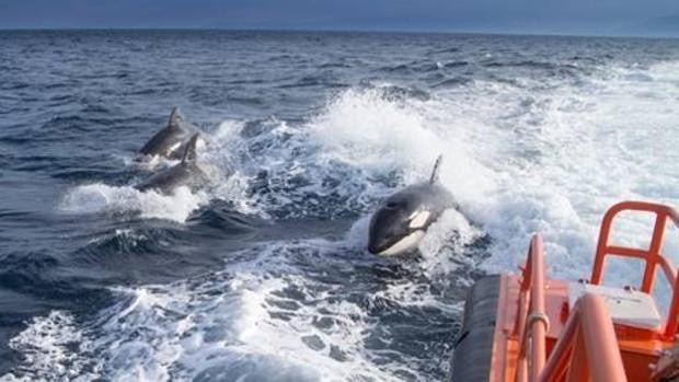 Las orcas que han contactado este verano con veleros en Cádiz fueron arponeadas con anterioridad