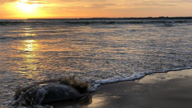 La llegada de medusas gigantes a las playas de Cádiz no cesa: así son las últimas vistas en la provincia