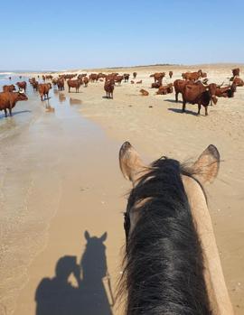 Vacas retintas en la Playa del Retín, Zahara de los Atunes