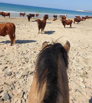 Vacas retintas en Zahara de los Atunes