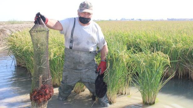 La pesca del cangrejo rojo en Isla Mayor se resiente por la sequía y la consiguiente merma de cultivo de arroz