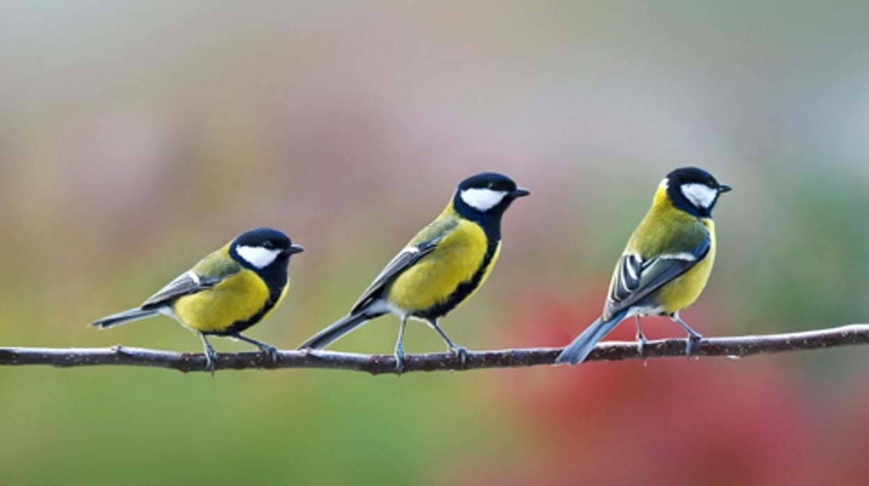 Día mundial de las Aves: actividades para celebrarlo en los Toruños