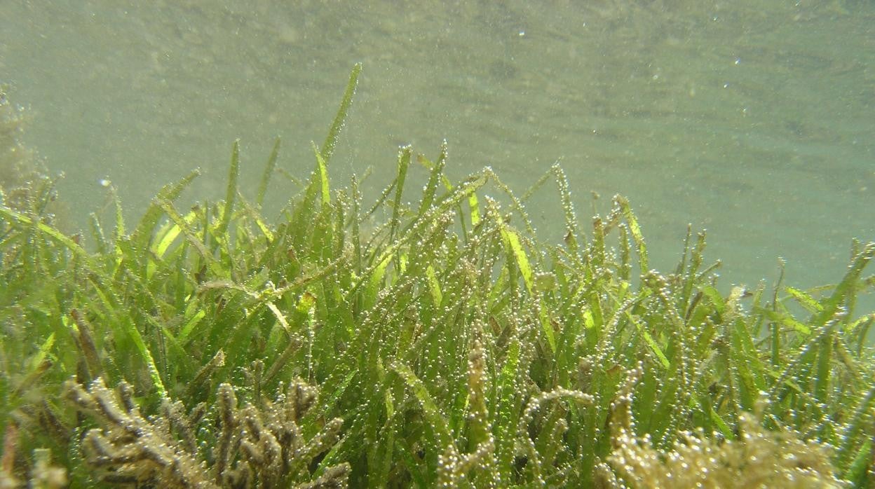 El aumento del nivel del mar y las futuras consecuencias para las praderas marinas de la Bahía