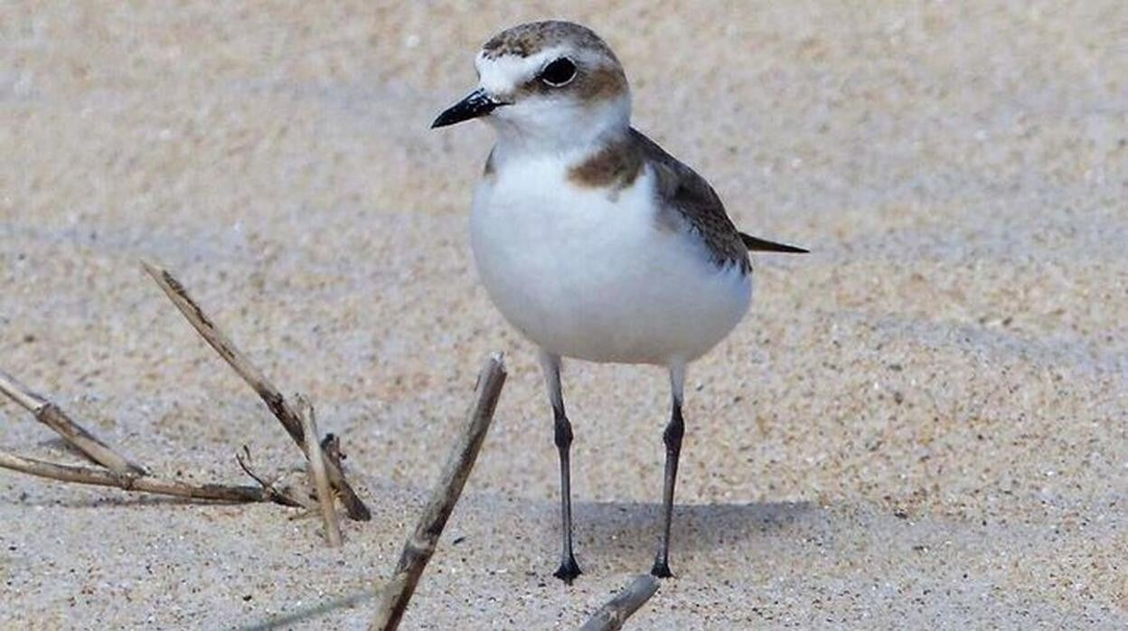 Un ejemplar de chorlitejo patinegro.