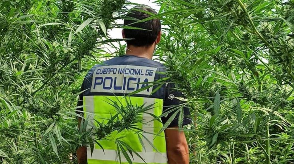 Desmanteladas cinco plantaciones de marihuana en Sanlúcar