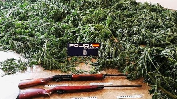 La Policía Nacional requisa 100 kilos de marihuana en dos plantaciones ubicadas en Morón