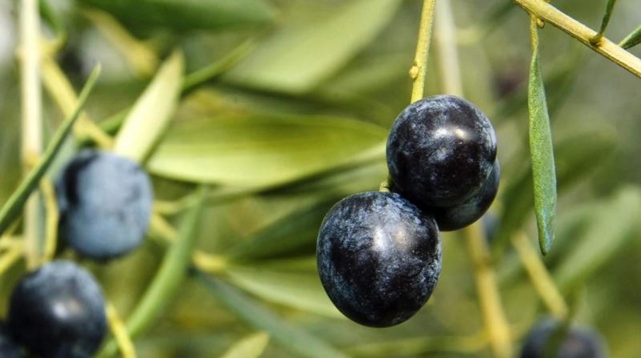 Un olivo con aceitunas negras