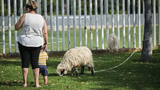 La oveja churra lebrijana que bala en inglés y pasta en un parque de Sevilla