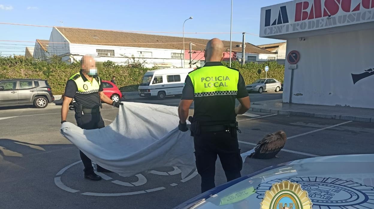 Rescatan a un buitre desorientado en la zona de la lonja municipal en Cádiz