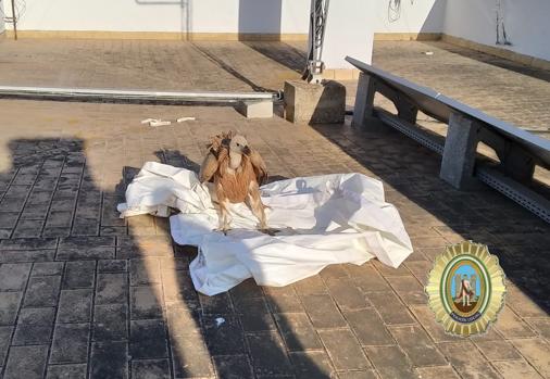 Rescatan a un buitre desorientado en la zona de la lonja municipal en Cádiz