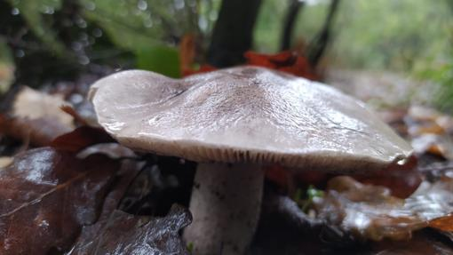 Uno de los ejemplares de hongos que podemos observar en el arroyo de La Peguera