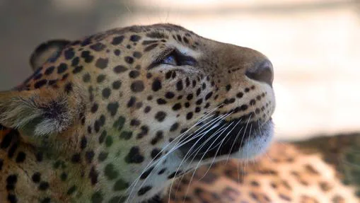 El leopardo del zoobotánico de Jerez.