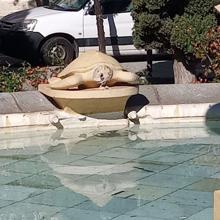 Actos vandálicos en la Fuente de las Tortugas de Cádiz