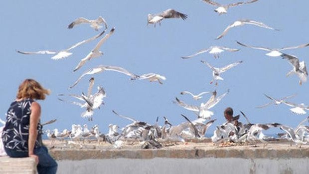 Expertos relacionan las aves en entornos humanizados con mayor número de bacterias resistentes a antibióticos